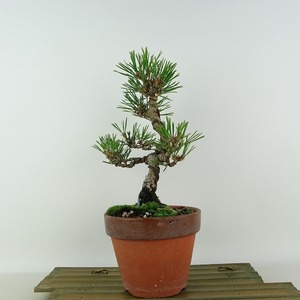 盆栽 松 黒松 樹高 約23cm くろまつ Pinus thunbergii クロマツ マツ科 常緑針葉樹 観賞用 現品