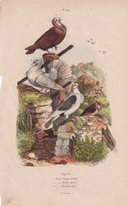 フランスアンティーク　植物画・ 博物画 『Pigeons5　ハト』 多色刷り銅版画