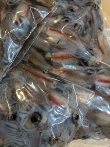 R6 富山県(滑川)産 釣餌用 冷凍ホタルイカ1.8kg(600g×3袋)