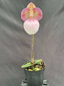 洋蘭 原種 パフィオ Paph. micranthum 輸入最初期の原産地由来個体分け株 良花1リン開花中 NS 6.1 x 8.7 速達第四種郵便 送料 640円