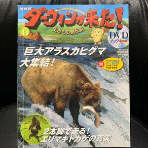 ■ダーウィンが来た！ 生きもの新伝説 DVDブック No.41■アラスカヒグマ エリマキトカゲ