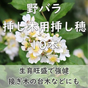 送料無料◆野ばら 挿し木用 挿し穂10本 半ツル性 一重咲き 白い薔薇 ローズ ノイバラ ノバラ ガーデニング 園芸