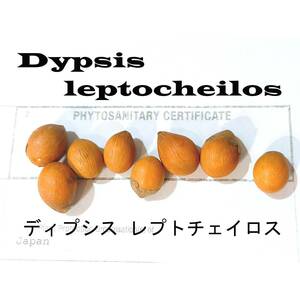 1月入荷 20粒+ ディプシス レプトチェイロス テディベアパーム 種子 種
