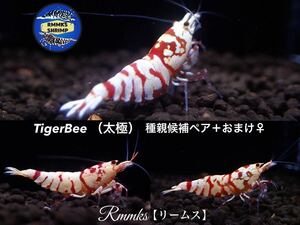 【Rmmks（リームス）】　TigerBee タイガービー（太極）　種親候補ペア＋おまけ♀ トリオセット　画像の個体　即決特典2つ♪