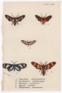 1897年 Sharpe ロイド博物誌 鱗翅目 Pl.81 マダラガ科 アルニオケラ属 ヤガ科 チレテス属 ヒトリガ科 エウクロミア属など5種 博物画