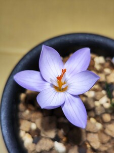 【原種クロッカス 球根】Crocus laevigatus