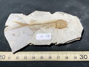 狼鰭魚（Lycoptera）化石・4-13・32g（中国産化石標本）