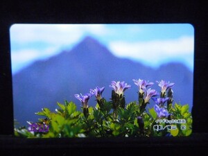 テレカ 50度 イワギキョウと剱岳 花 未使用 T-2446