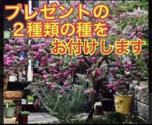 2種類の種のおまけ付き！ 大人気♪レウコフィルムのお手頃価格の苗です