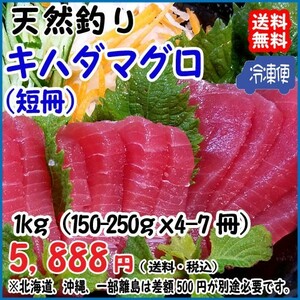 天然 ( キハダマグロ ) 150~250g×4~7柵=900~1000g 冷凍 料亭 寿司屋 ご用達 真空パック 送料無料 宇和海の幸問屋