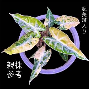 T1 アロカシア バンビーノ 斑入りAlocasia Bambino Aurea Variegated 組織培養 順化済