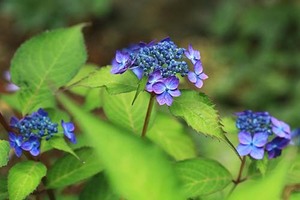 山野草　ヤマアジサイ　七変化　苗