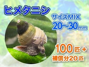 [送料無料] ヒメタニシ 成体 20～30mm 100匹＋補償分20匹 合計120匹 観賞 飼育 コケ対策 残エサ処理 生餌 甲殻類 [3121:gopwx2]