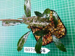 ◎1887TN206　 (自家栽培）水草　ブセファランドラ　Bucephalandra sp. シャインブルーサカン