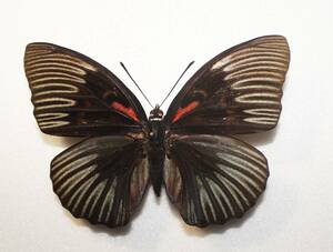 蝶 （標本） 野外品 クロオオムラサキ　 A ♀　 中国産 　（特大） 開長１２５ｍｍ 