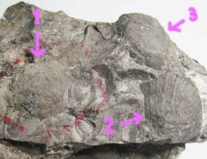 日本の化石　群馬県塩ノ沢の三畳紀の貝類化石３種の見られる母岩