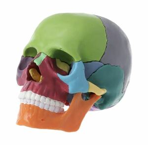 即決# 頭蓋骨分解パズル 人体模型 医療教育ツール 医療 知育玩具 おもちゃ 玩具 知育 医療 頭蓋骨 骨 パズル カラフ