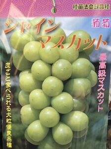 皮ごと食べられる大粒最高級ぶどう シャインマスカット PVP苗木