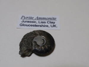 ミニアンモナイト化石　Pyrite Ammonite Jurassic Lias Clay 英国産　（4）