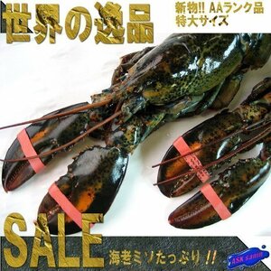 3本、特大「生オマール450g」生冷凍、世界の逸品を是非！！