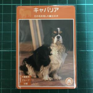 【犬種図鑑カード】 No.034 キャバリア