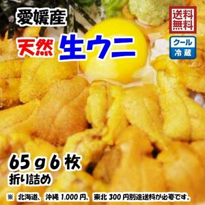 生ウニ 板ウニ 60g6枚 愛媛 天然 紫ウニ 赤ウニ 素潜り海士 送料無料 北海道/沖縄/東北は別途送料 浜から直送 宇和海の幸問屋 愛媛百貨店