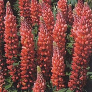 【花の種】ルピナス　ギャラリーレッド　赤　あか　２０粒　コンパクトサイズ
