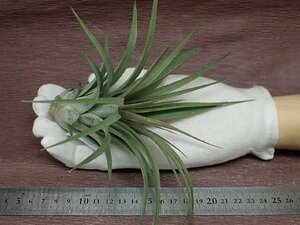 Tillandsia ionantha x T.concolor Slct.Red チランジア・イオナンタxコンコロール レッド★エアプランツTI