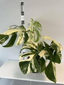 4 モンステラ ボルシギアナ アルボ ホワイトタイガー斑入り Monstera Borsigiana Albo Variegatedトップカット