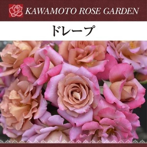 送料無料　ドレープ　6号鉢　春開花株　　鉢植え バラ 薔薇 河本バラ園 大苗 開花苗