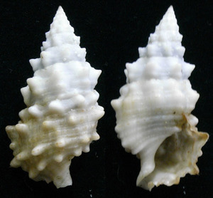貝の標本 Cerithium echinatum 37mm.w/o.