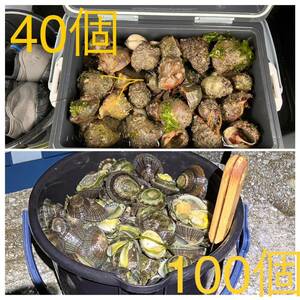 冷凍ヤドカリ40個　冷凍マツバ貝100個　石鯛　イシガキダイ　黒鯛　釣り餌