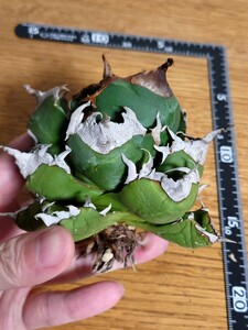 極上【アガベ チタノタ dennis039】agave titanota LBP