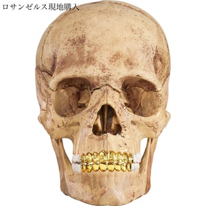 シュプリーム Supreme 4D Model Human Skull Natural(FW23) スカル Fall-Winter 2023 Booklet付き ロサンゼルス現地購入