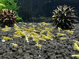 【Snow shrimp】 《Snow GOLD》 GOLD GALAXY。特別出品ハイグレード6匹セット即決決済あり^_^わくわくです(^^)