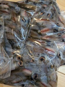 R6富山県産(滑川) 釣餌用 冷凍ホタルイカ 2kg(200g入 ×10)