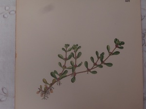英English botanity植物画アンティークボタニカルプリントSowerby(ジェームス・サワビー)ミソハギ科