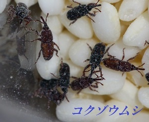 増量中【送料無料】コクゾウムシ100匹■数量限定大特価■両生類・爬虫類・昆虫などの餌・パルダリウム・ビバリウム・大量　