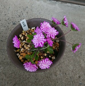 雪割草 千重咲き 「山王桜」　(花終わり)山野草 