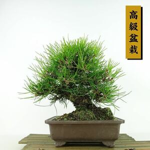 盆栽 松 黒松 樹高 約21cm くろまつ 高級盆栽 Pinus thunbergii クロマツ マツ科 常緑針葉樹 観賞用 現品