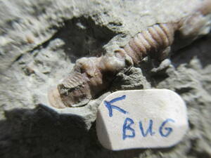 三葉虫が付着したウミユリ化石