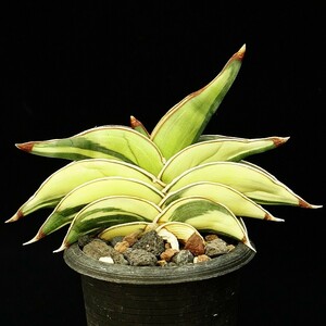 サンスベリア　ロリダ　斑入り②　Sansevieria rorida variegated　　　　　　　多肉植物　サンセベリア