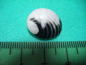 天然採取の貝殻　「フトスジアマガイ」　標本Ｓ１１　超美品