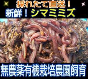 カエルの餌に！新鮮！採れたて直送！シマミミズ100匹セット☆栄養満点！良く食べます！爬虫類の餌、亀の餌、観賞魚の餌、釣りの餌にも！