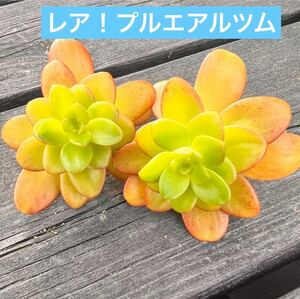 レア！プルエアルツムカット苗大2個多肉植物