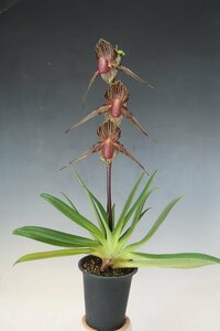 洋蘭 原種 パフィオ TA10957 VS12-131 Paph. rothschildianum x sib (