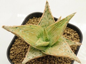 ■[W140]TCT Hybrid　Seedling　3月輸入　ヤマト運輸 【多肉植物　Aloe　アロエ】