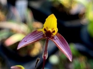 洋蘭原種 (1018) Bulb. sp (Yellow & Red purple) バルボフィラム　sp