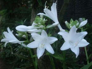 ［タマノカンザシ］1ポット ギボウシ　ホスタ　芳香花