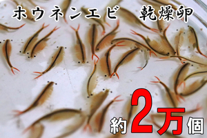 ホウネンエビ　乾燥卵　１０万個（２万個×５）+専用飼料+育て方解説書　　 　ミジンコ　微生物　甲殻類　アクアリウム